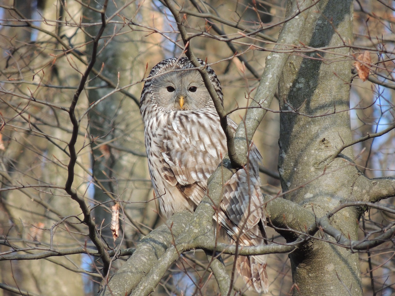 Image - andriy owl forest camouflage birds