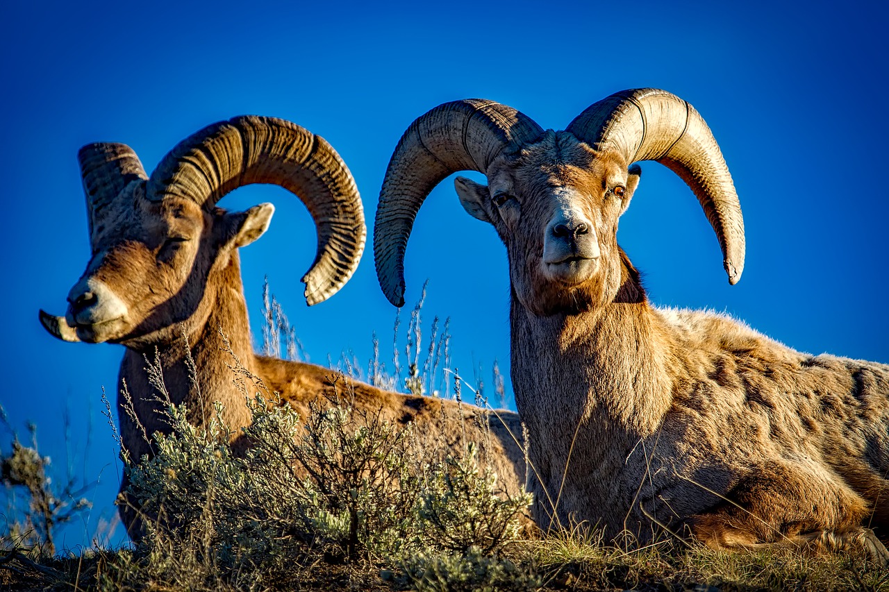 Image - bighorn sheep rams wildlife