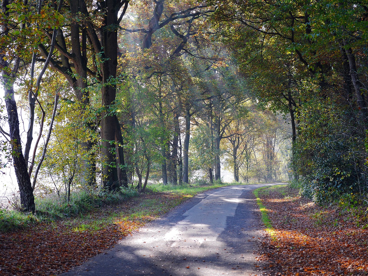 Image - forest path autumn haze sunbeam