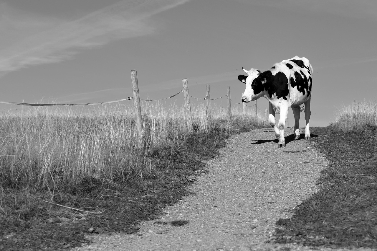 Image - cow away nature agriculture cows