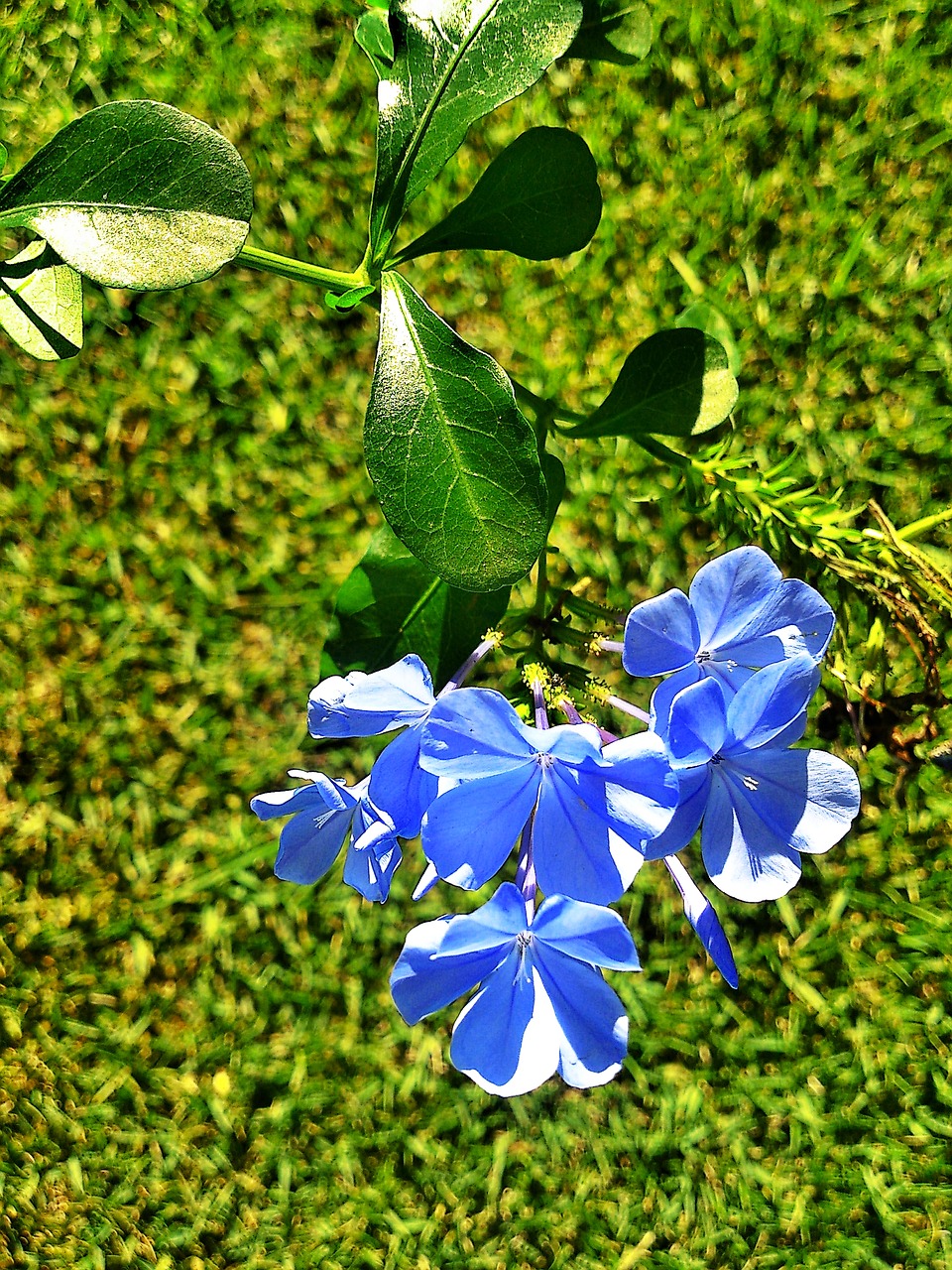 Image - small blue flowers garden flora