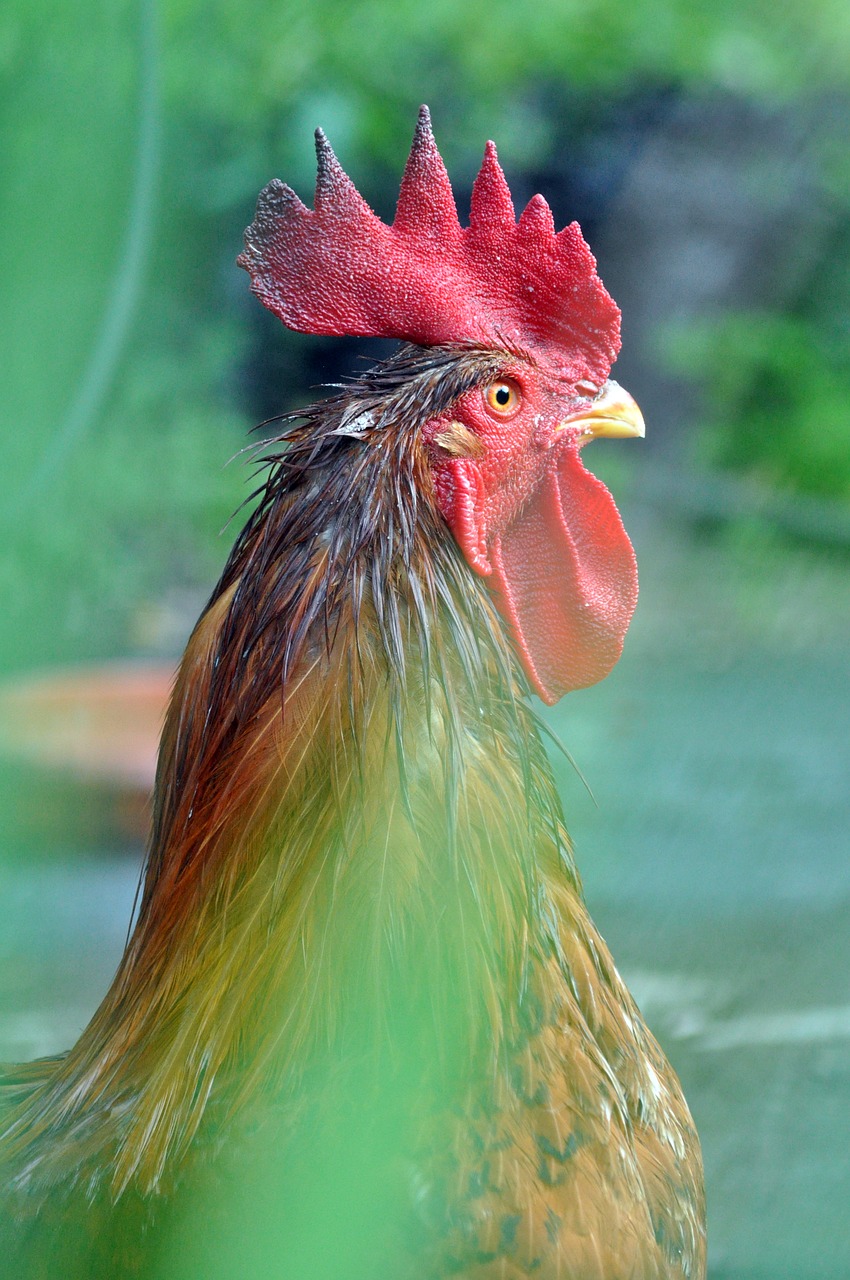 Image - animal gallo ranch chickens