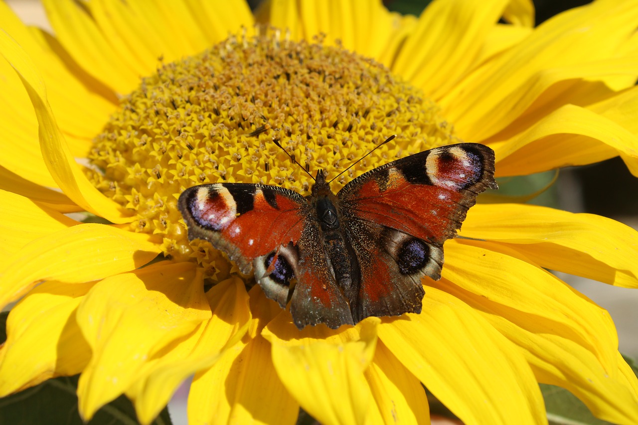 Image - yellow butterfly insect closeup