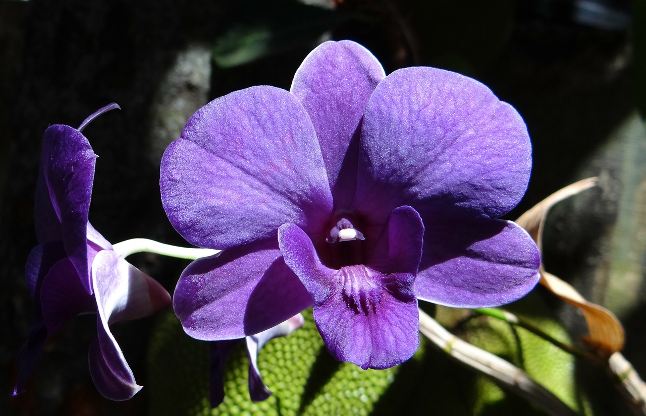 Image - orchid dendrobium purple