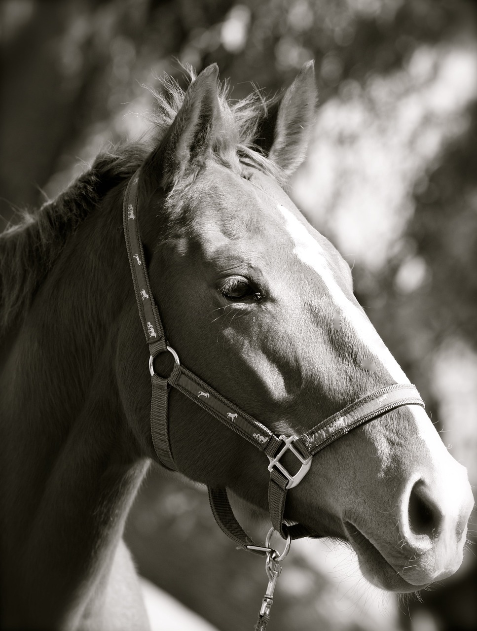 Image - black white thoroughbred mare horse