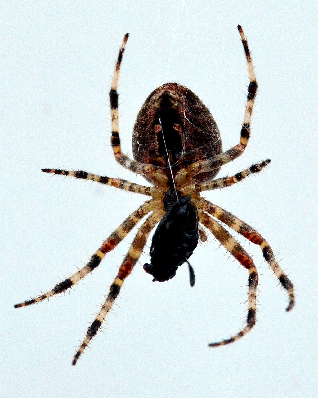 Image - spider in the network prey caught