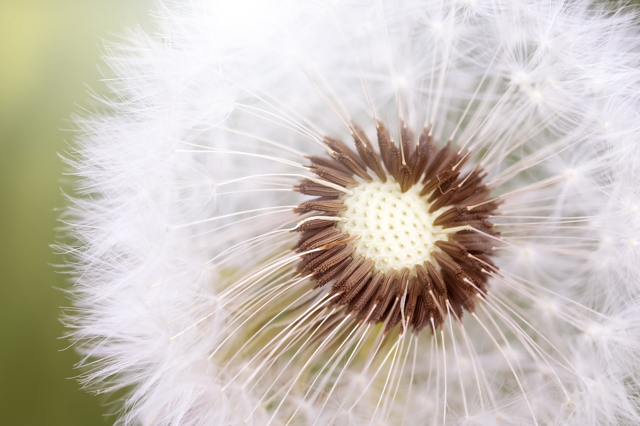 Image - summer nature fluff plant