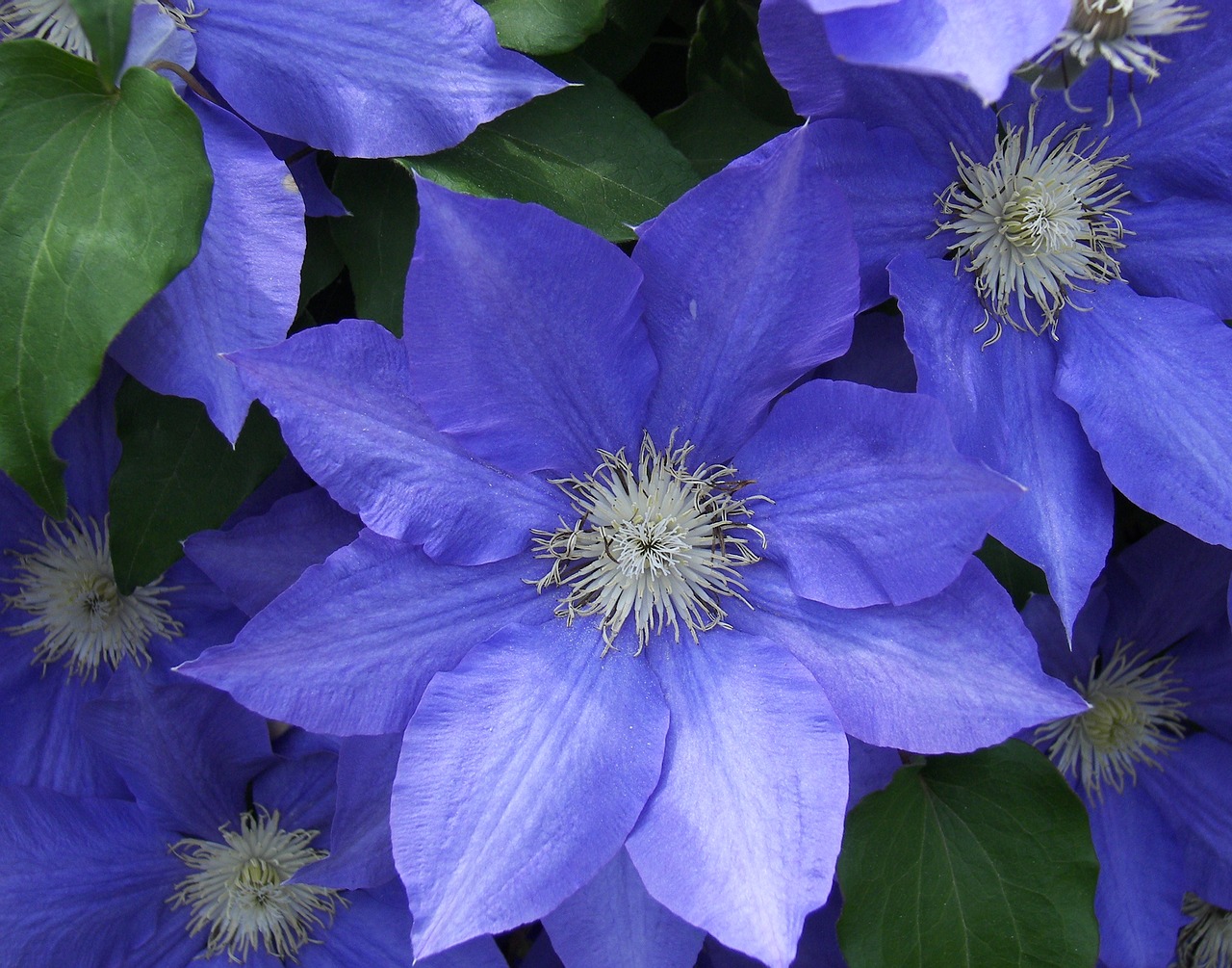 Image - flower clematis blue flora blossom