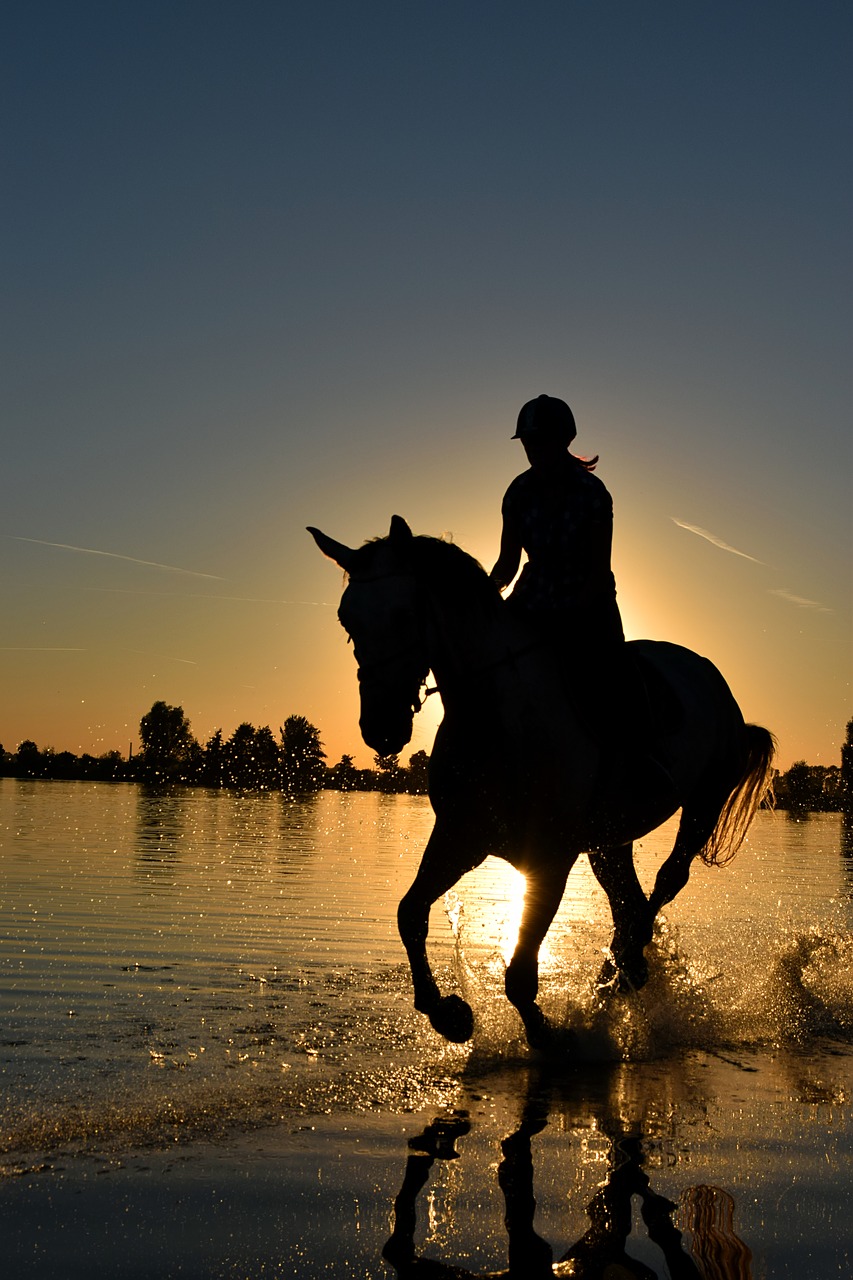 Image - horse sea gallop sunset water wet