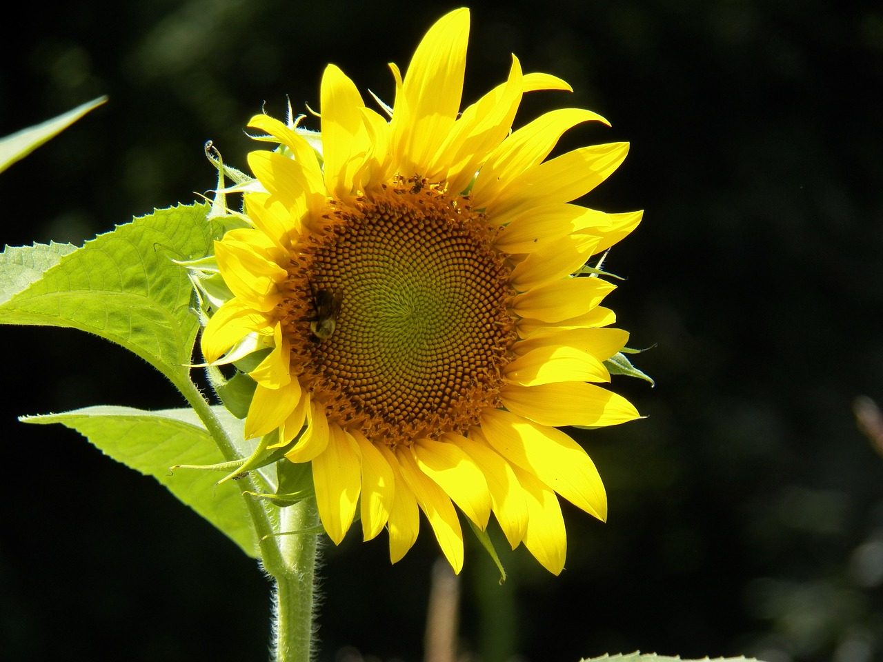 Image - sunflower garden spring autumn