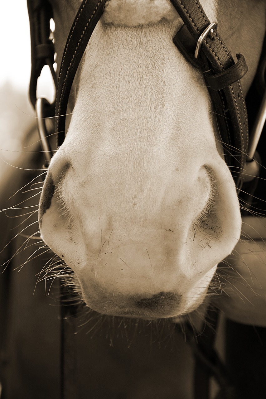 Image - horse nostrils soft nose