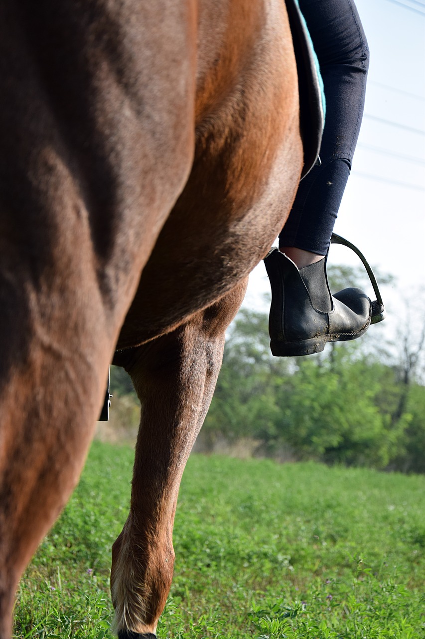 Image - ride reiter horse shoe grass pony