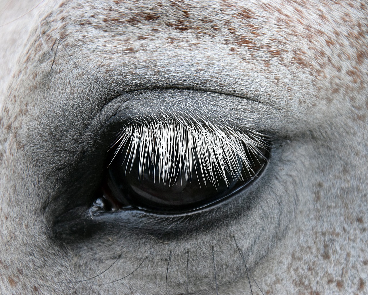 Image - mold horse eye gentle horse head