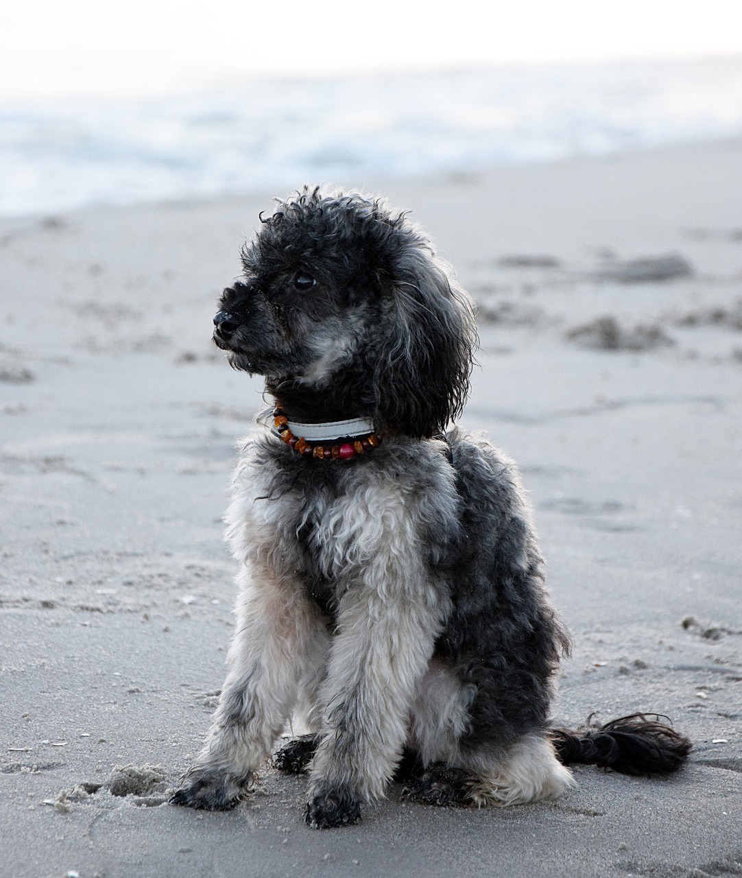 Image - beach sea water wet dog poodle