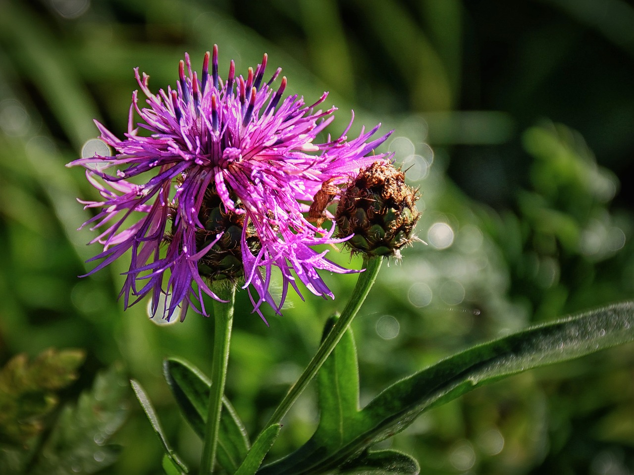 Image - thistle close blossom bloom plant