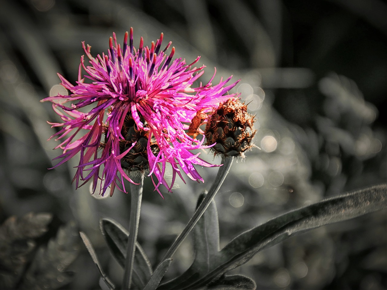 Image - thistle close effect nature