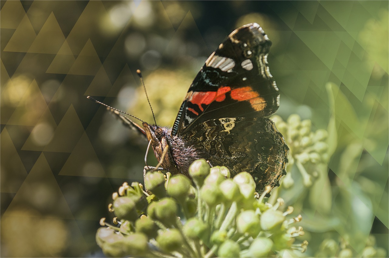 Image - butterfly insect macro nature