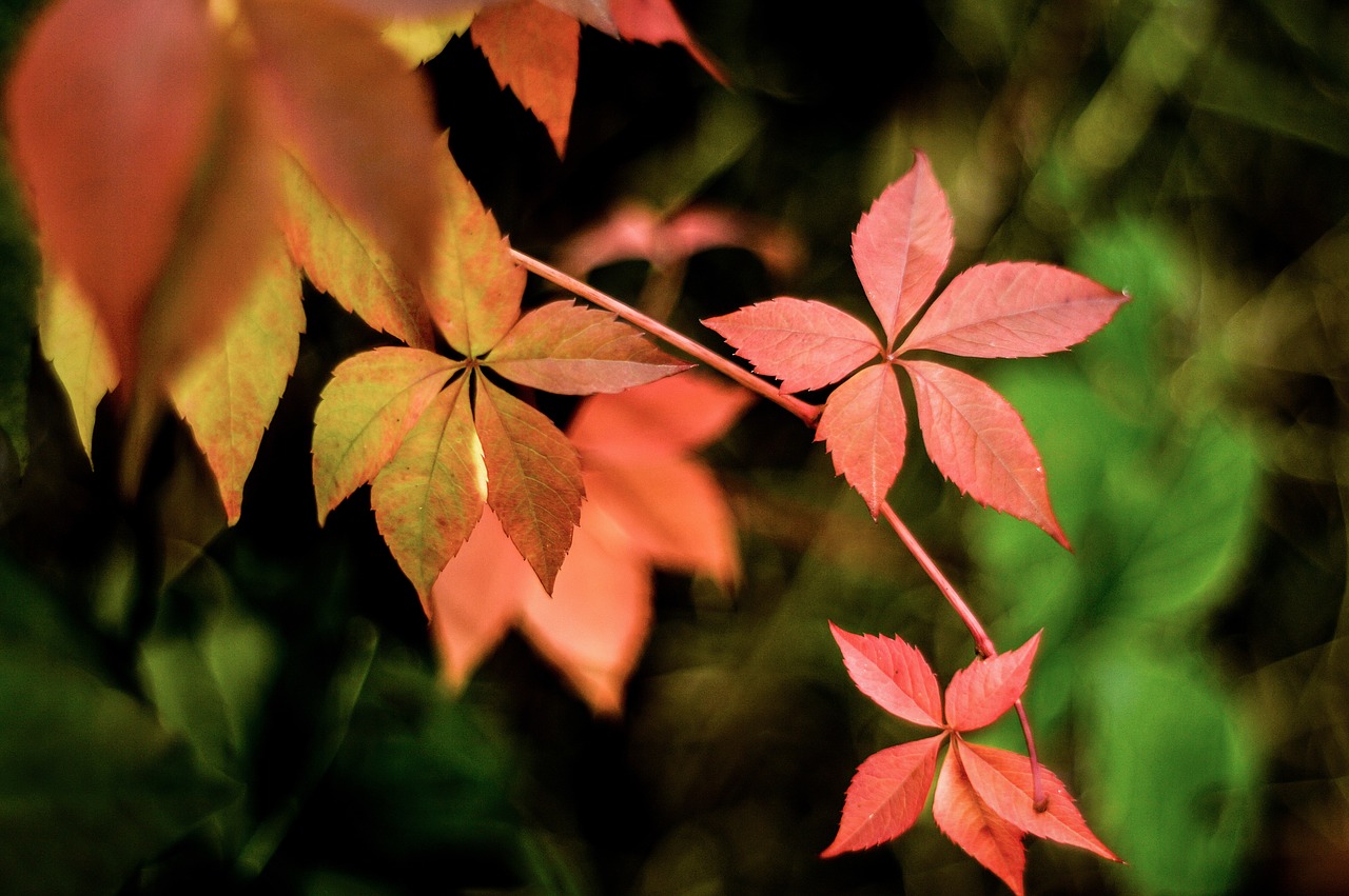 Image - autumn parthenocissus