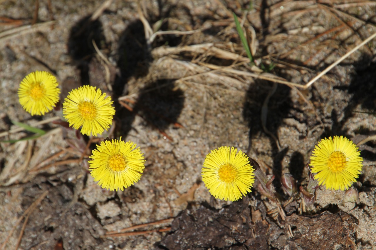 Image - dandelions coltsfoot flower spring