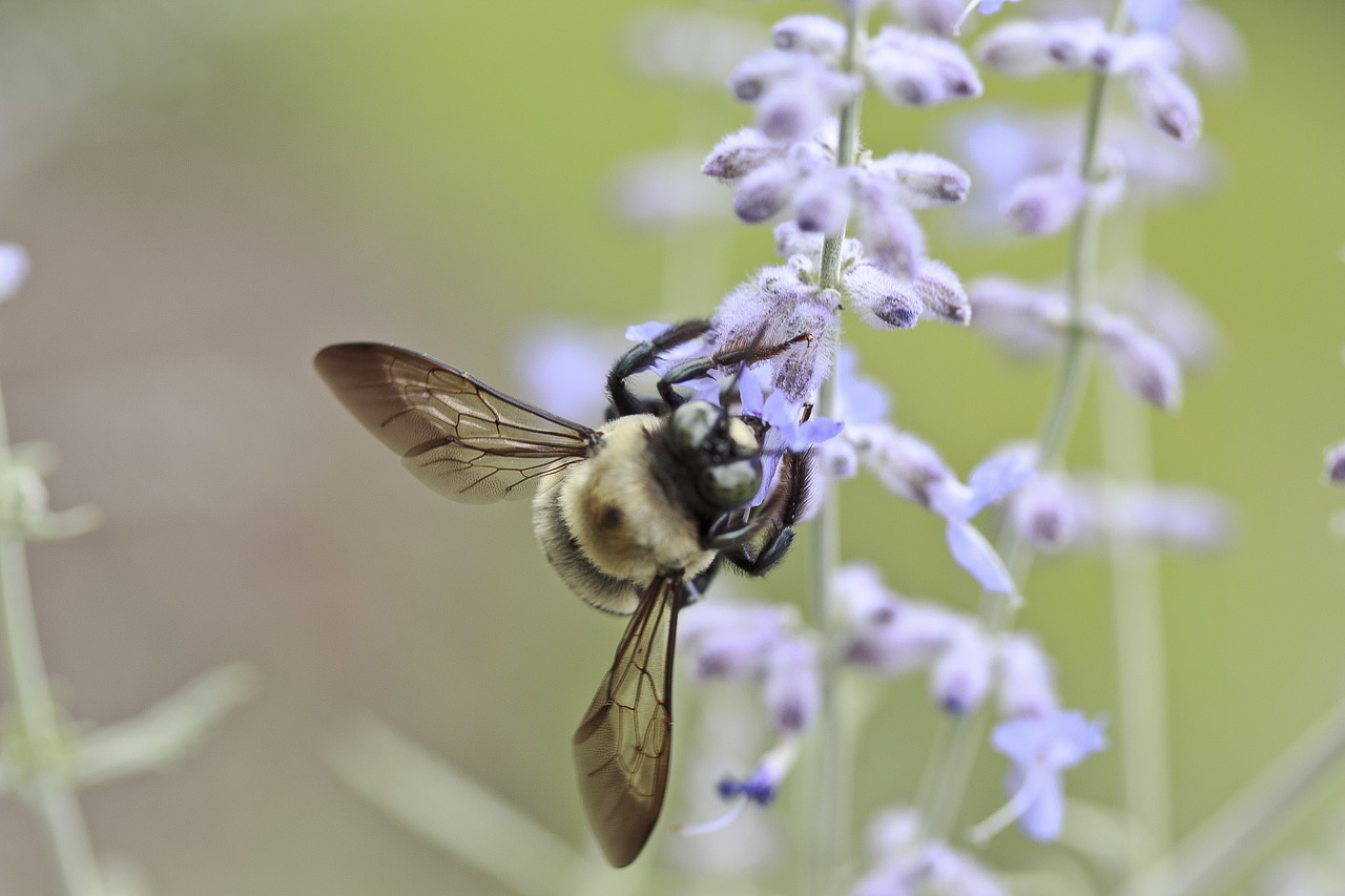 Image - bee flower insect honey nature