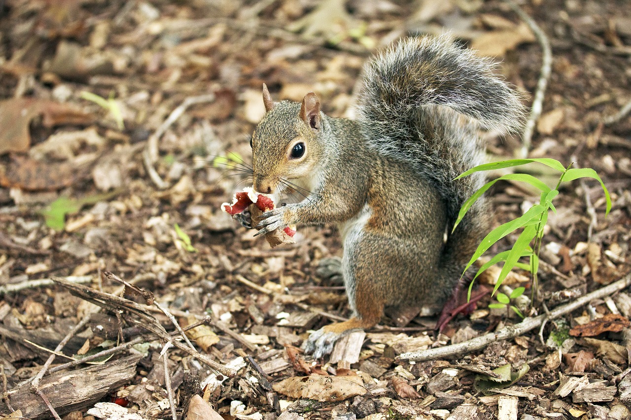 Image - squirrel eating mushroom rodent