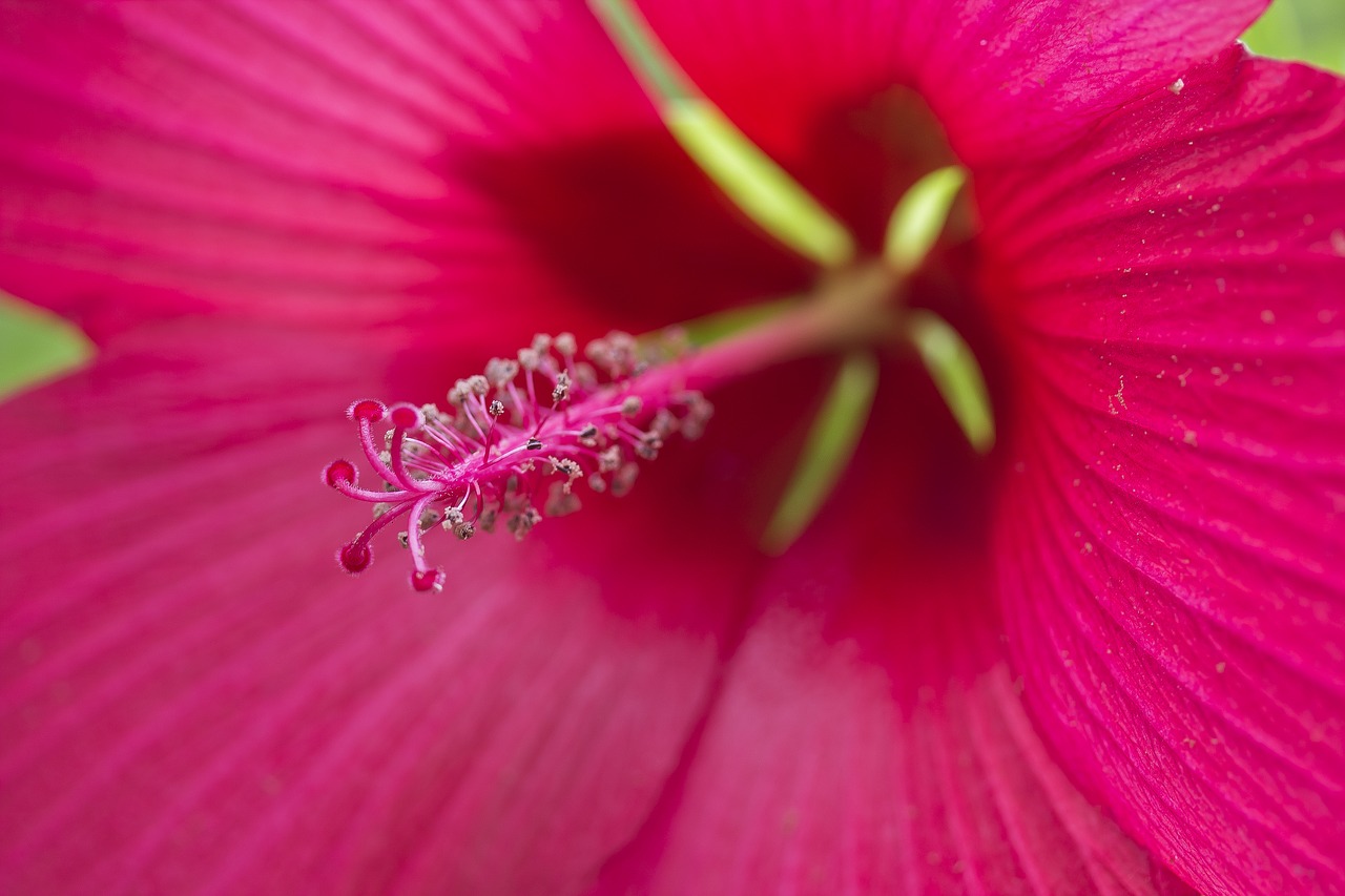 Image - hibiscus pink flower stamen pollen