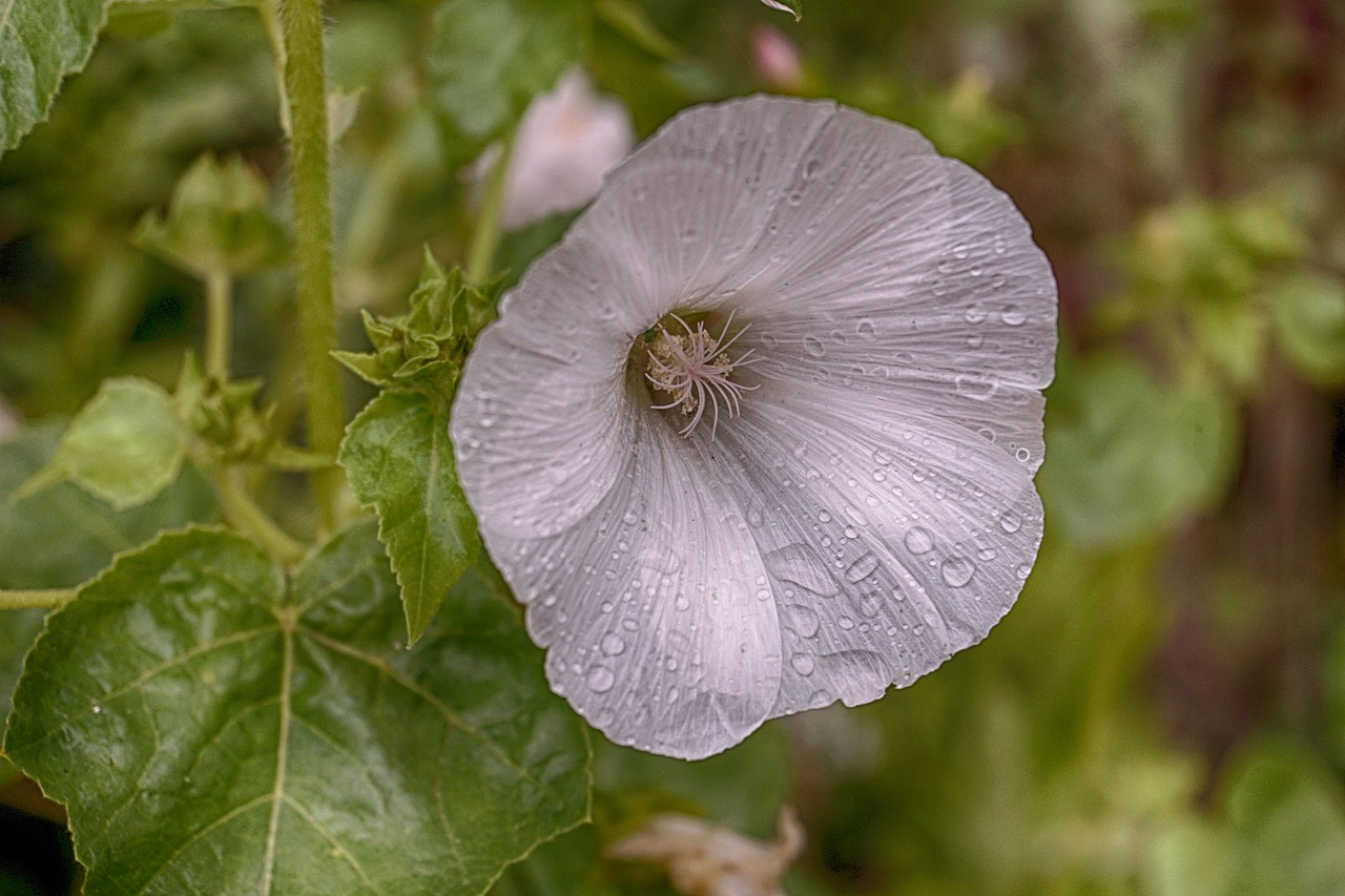 Image - flower rain hibiscus garden summer