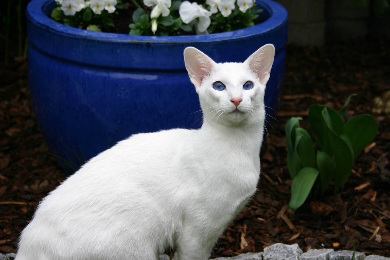 Image - siamese cat white fur pet out