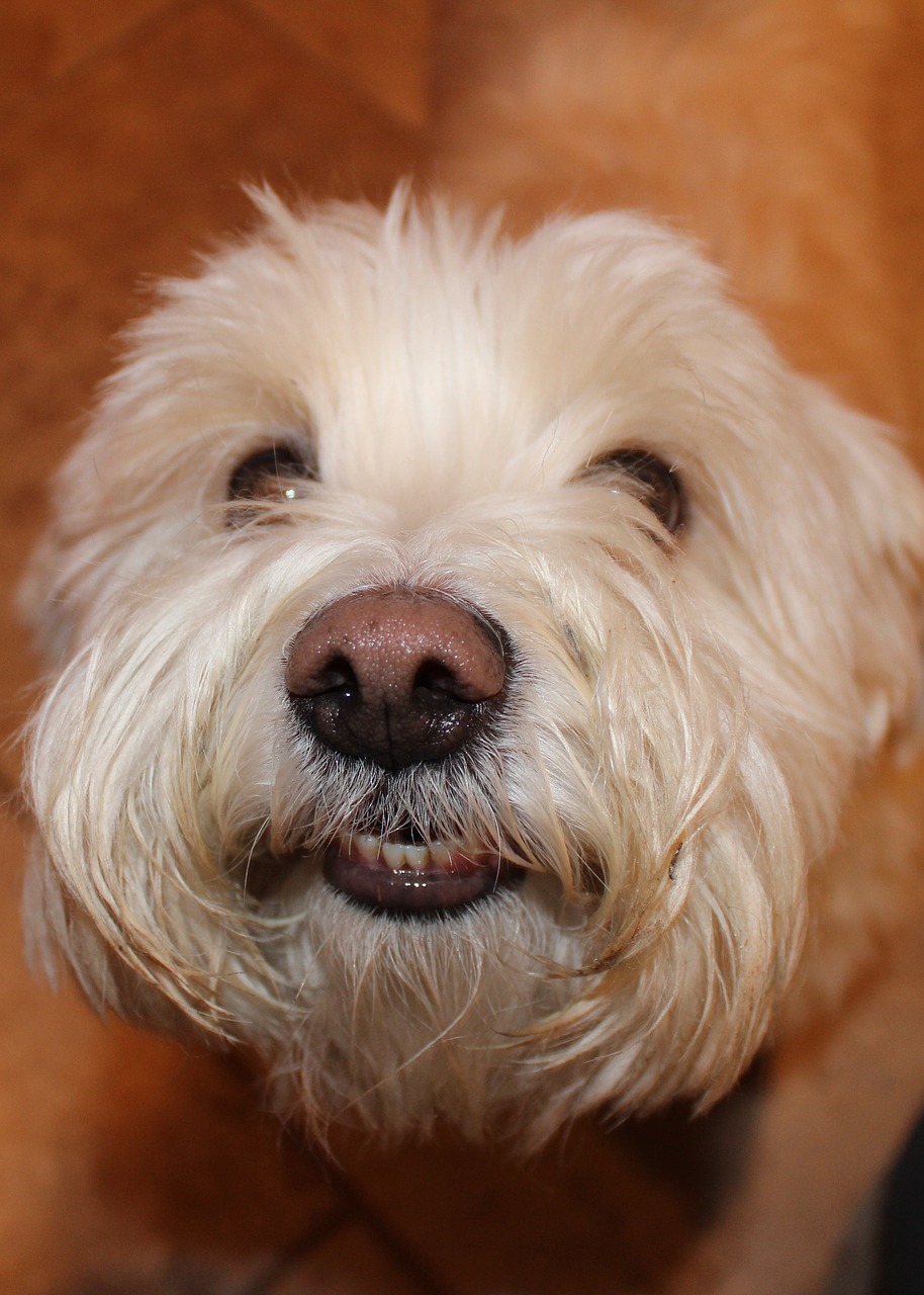 Image - dog bichon frise terrier puppy