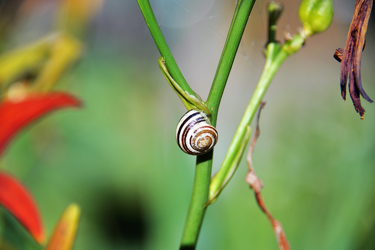 Image - snail shell halm close animals