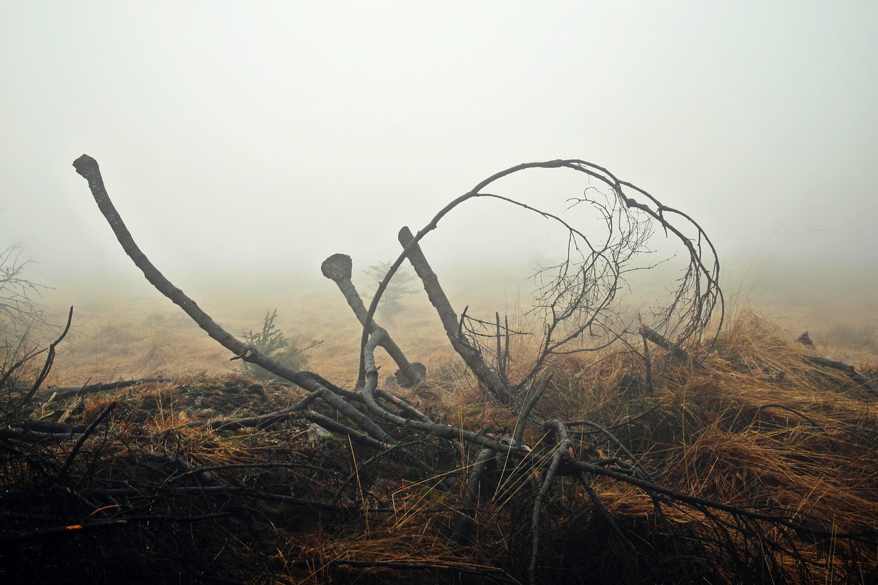 Image - fog autumn nature atmosphere