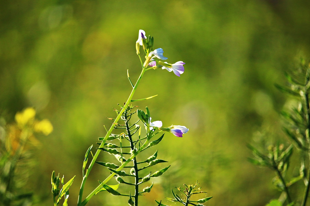 Image - plant oil radish agricultural plant