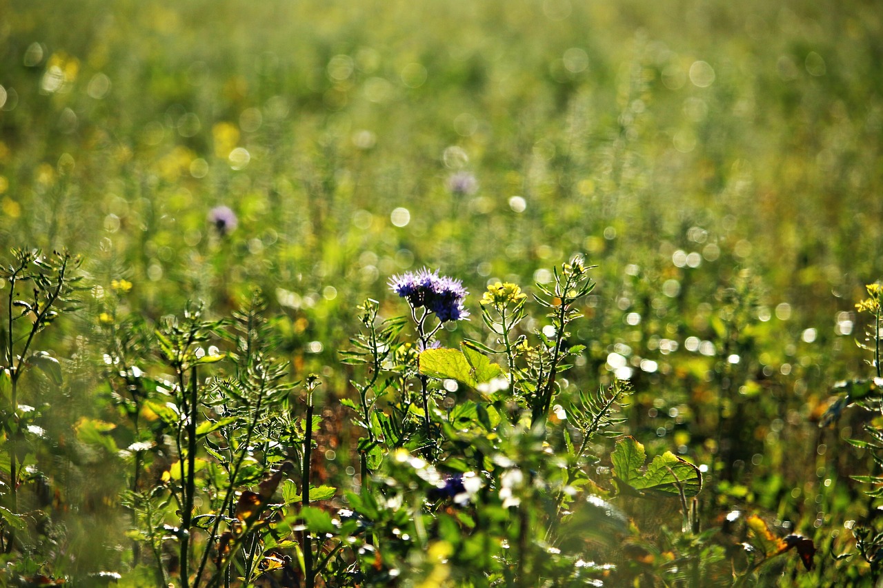 Image - bees phacelia field meadow