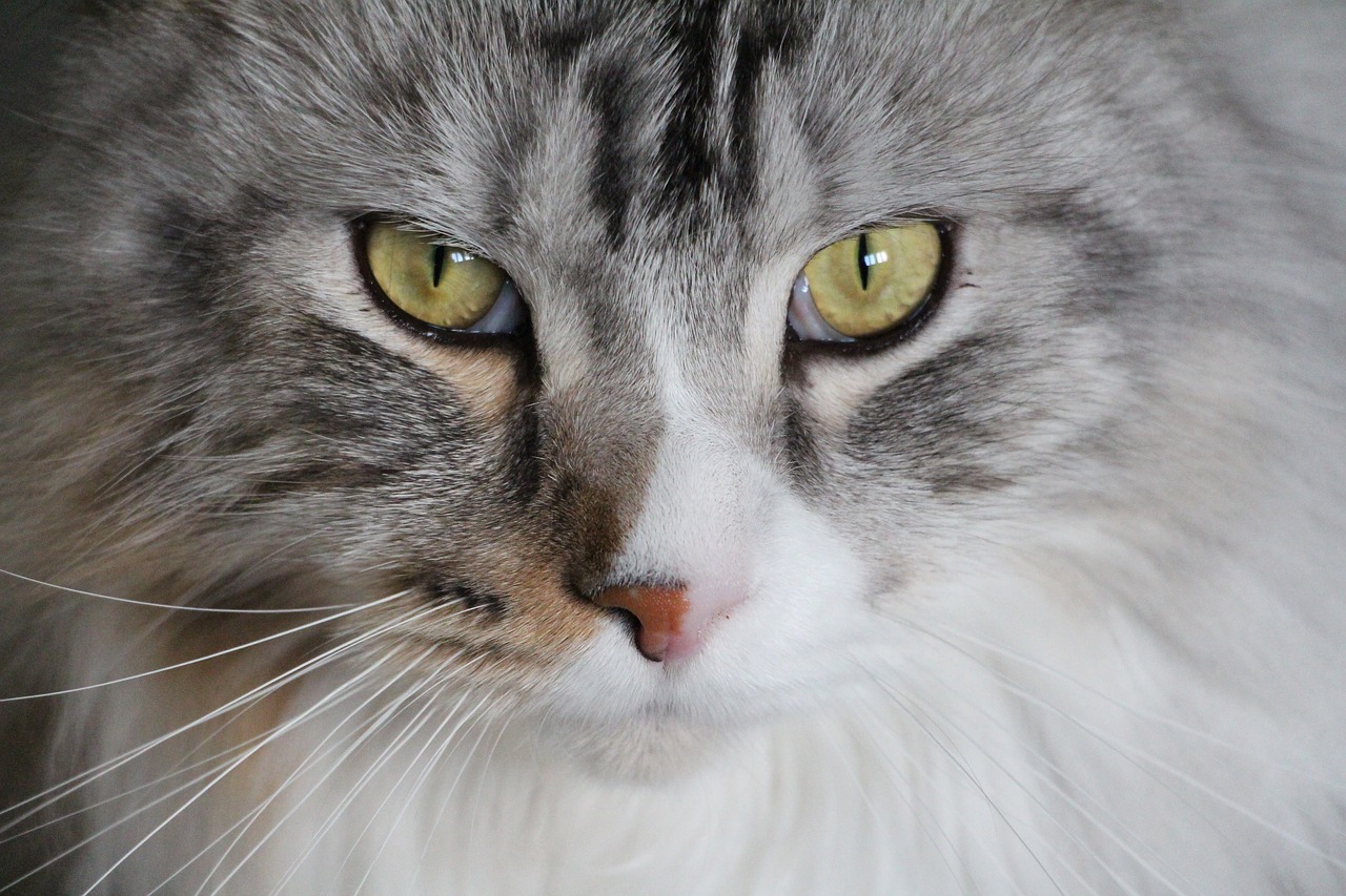 Image - cat main coon maine coon cat