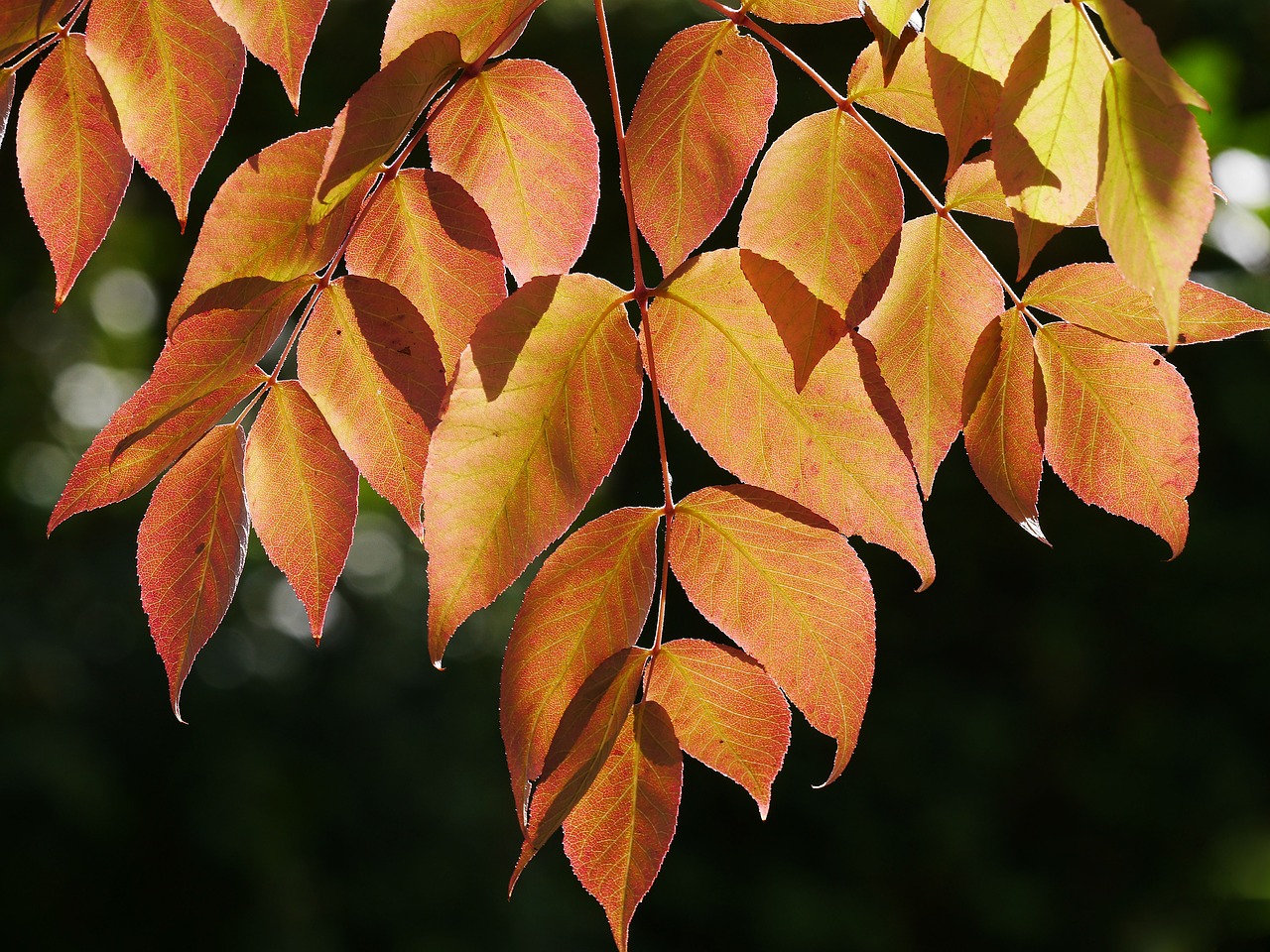 Image - fall foliage fall leaves fall color