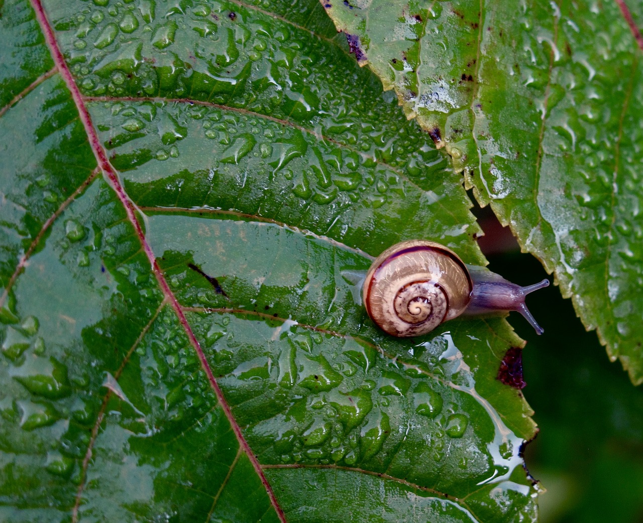 Image - snail nature plant slug slow