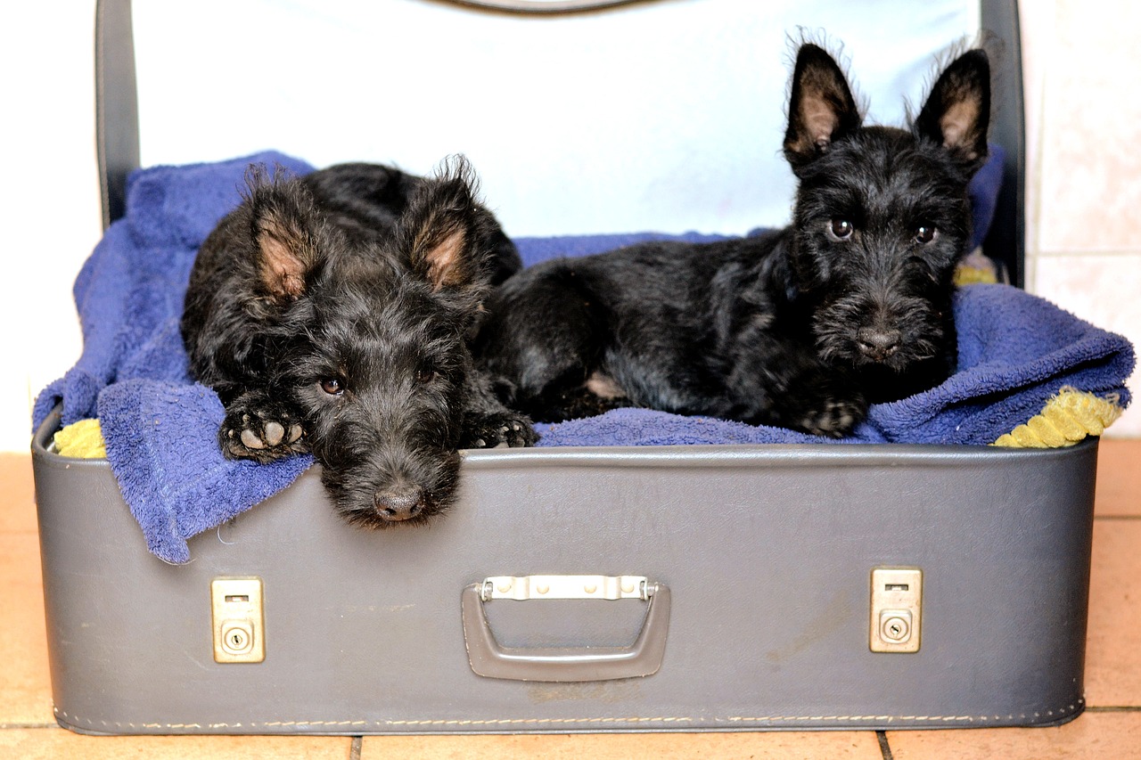 Image - scottish terriers suitcase bed black