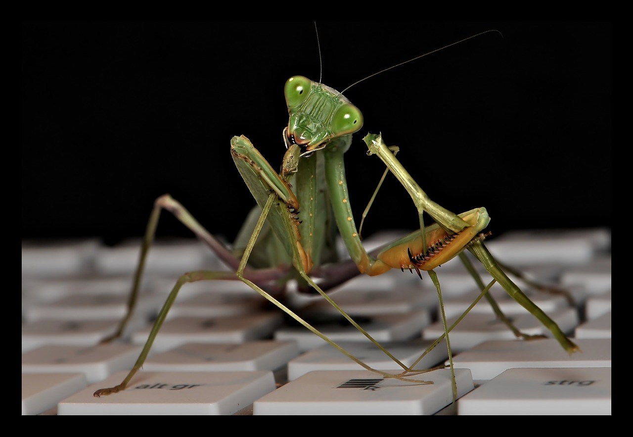 Image - sphodromantis lineola praying mantis