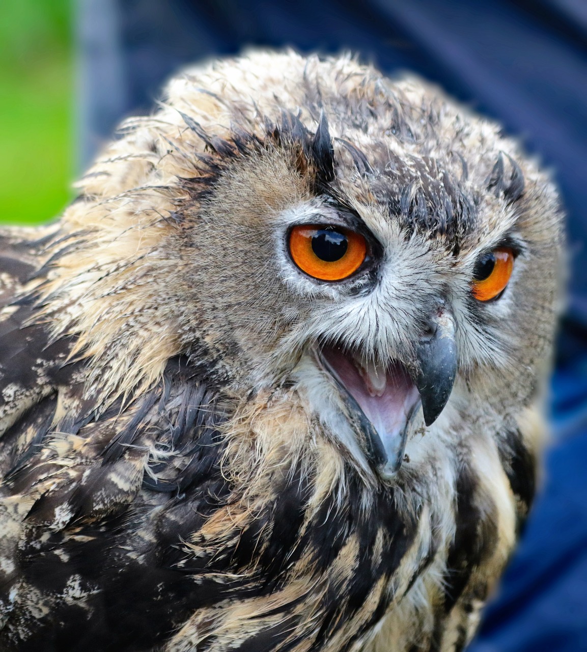 Image - eagle owl owl bird animal wildlife