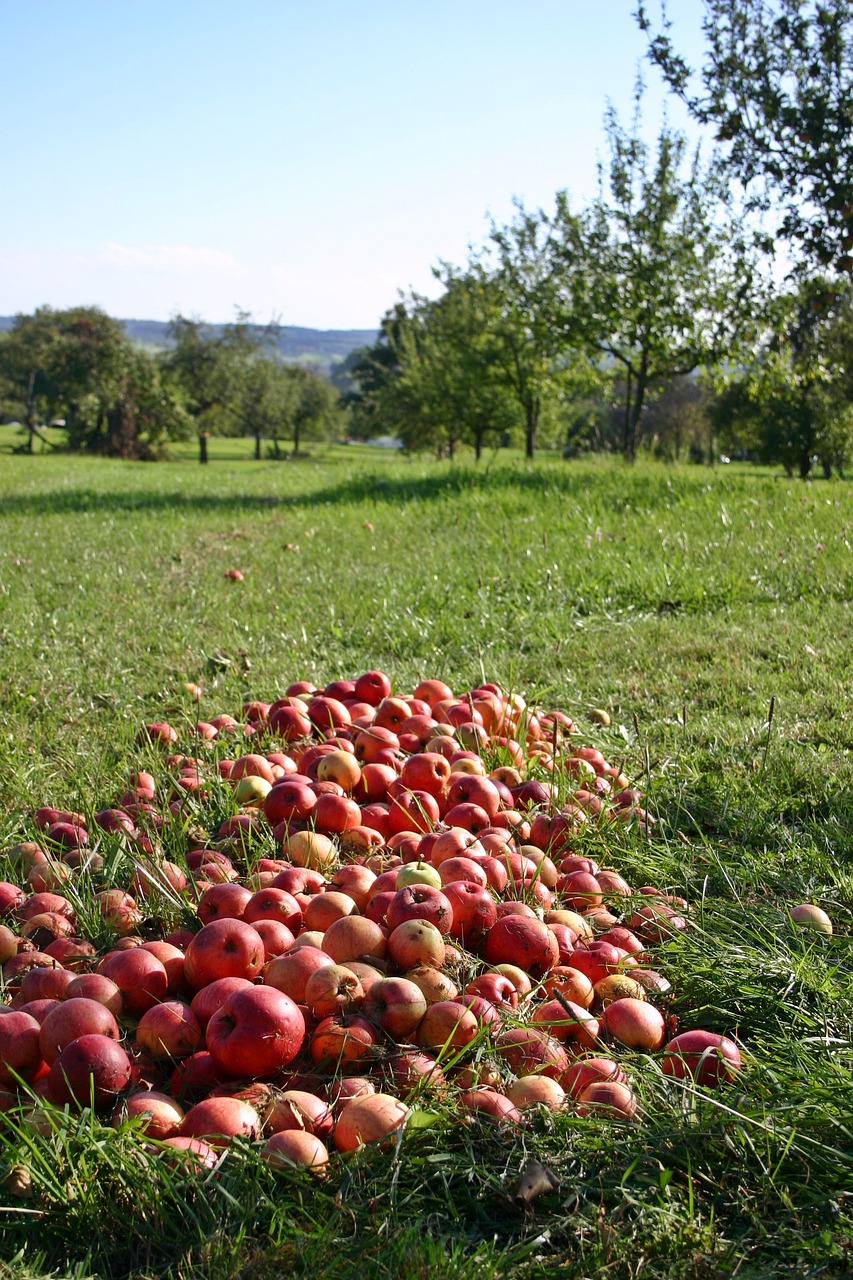 Image - apple orchard windfall fruits red