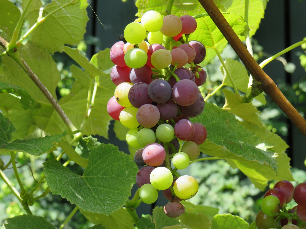 Image - grape bunch mars vine vineyard