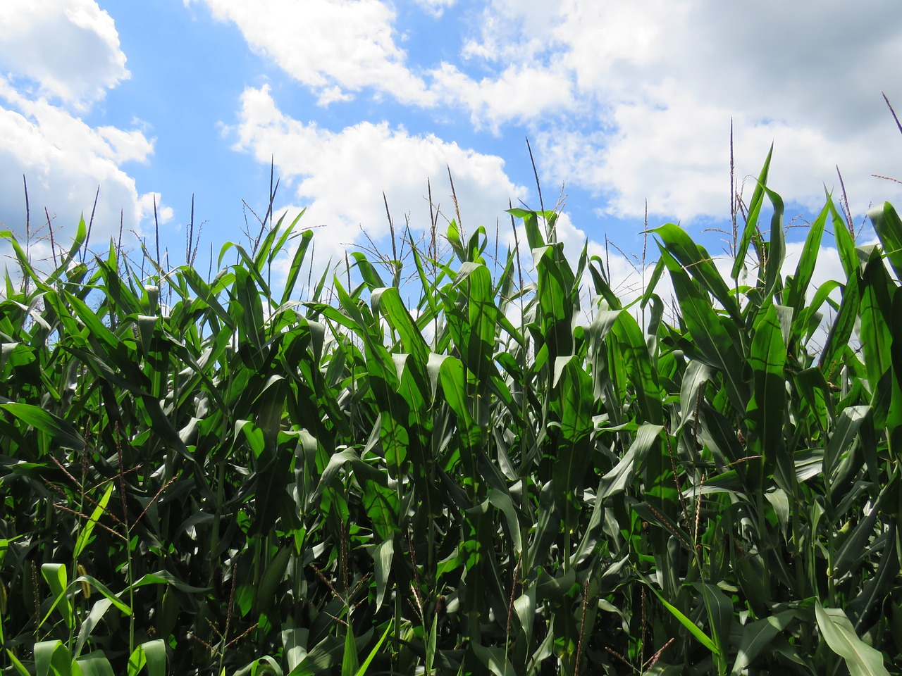 Image - corn wisconsin agriculture farm