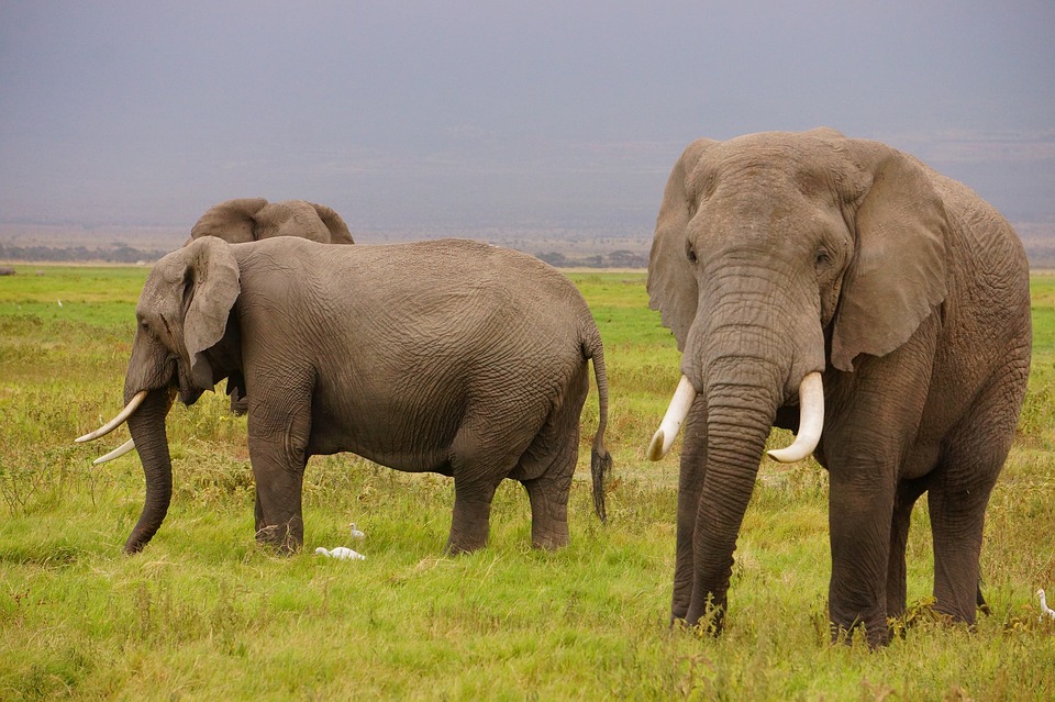 Image - wild elephants wildlife nature big