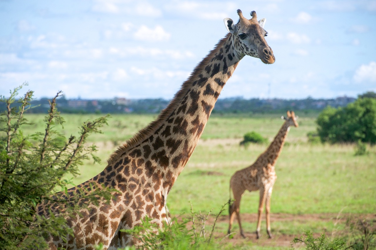 Image - giraffes wildlife close up nature