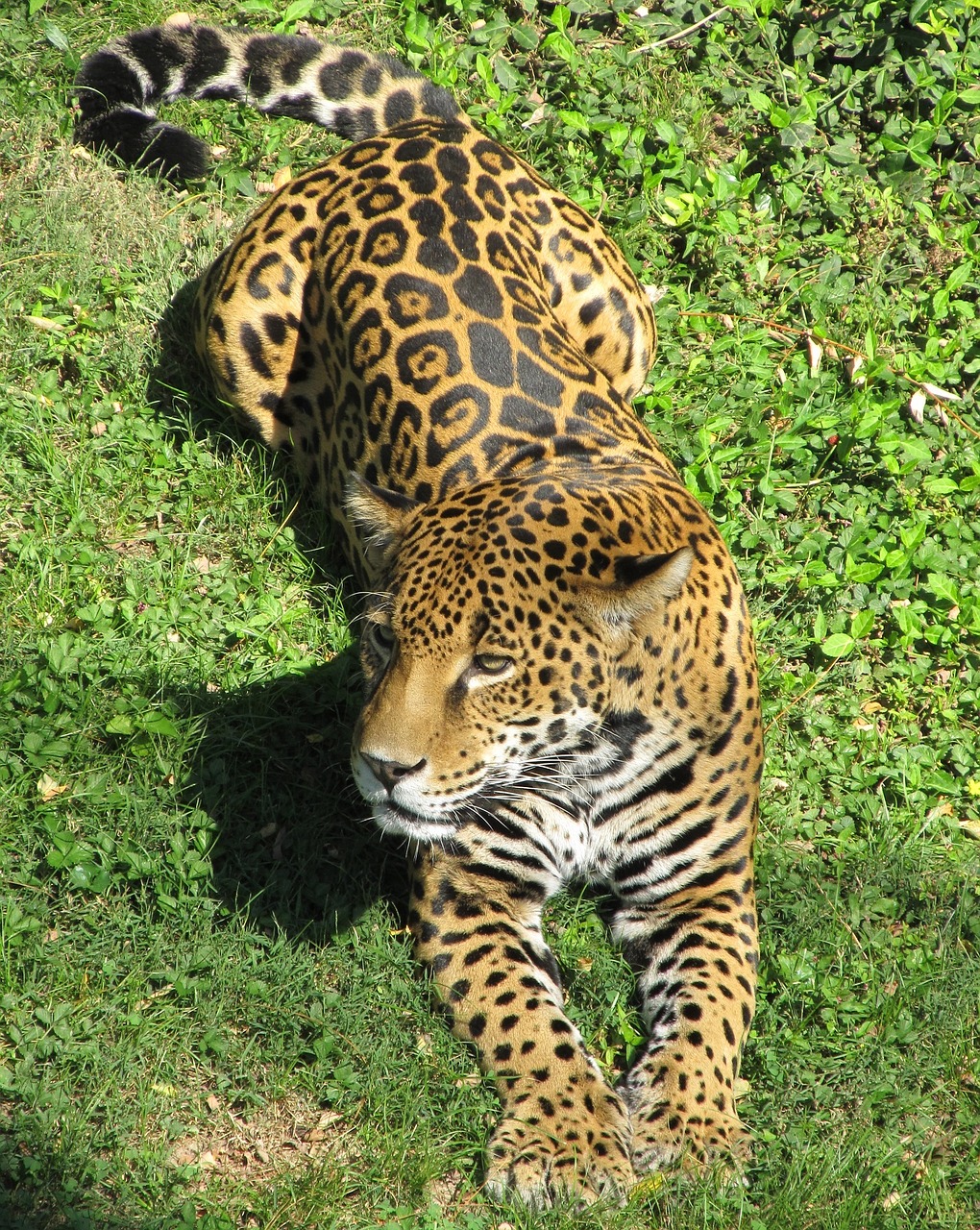 Image - jaguar big cat carnivore feline