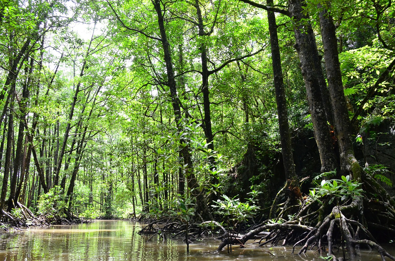 Image - palawan water river mangrove jungle