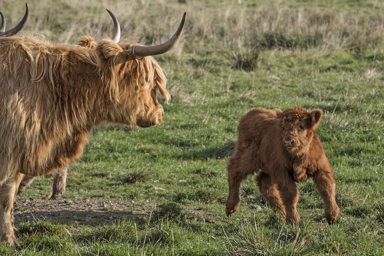 Image - galloway beef calf
