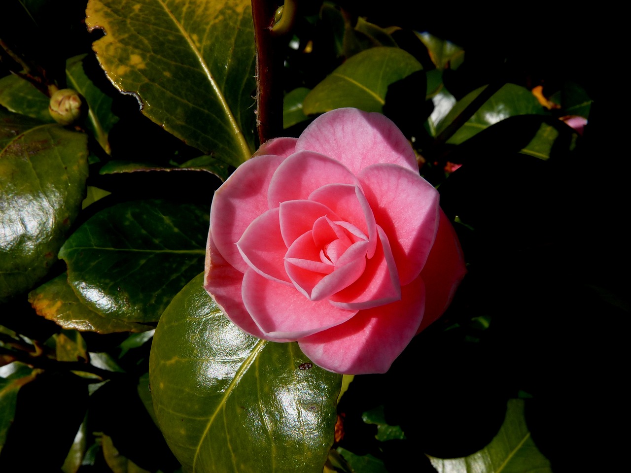 Image - blossom bloom rose nature detail