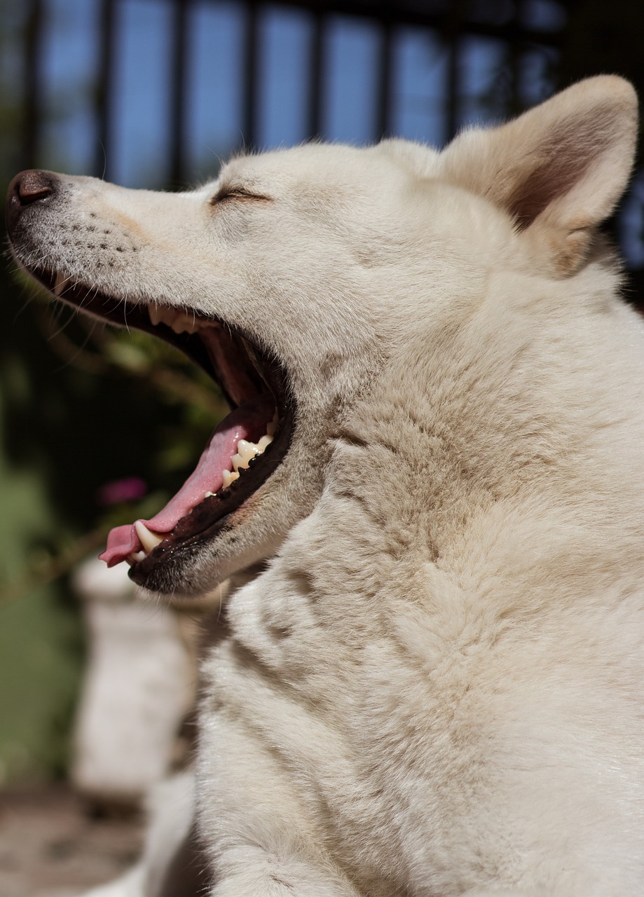 Image - dog teeth sleep pet yawn animal