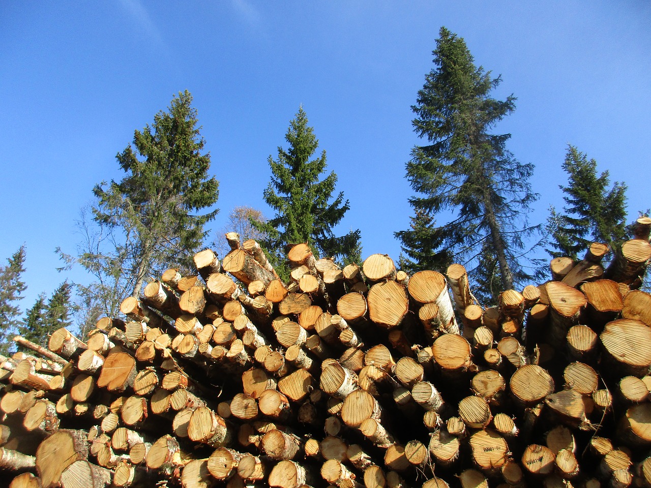 Image - birch birch cut down forestry wood